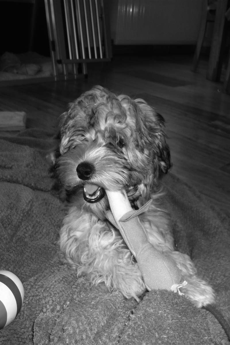 Mitarbeiterbild Hund