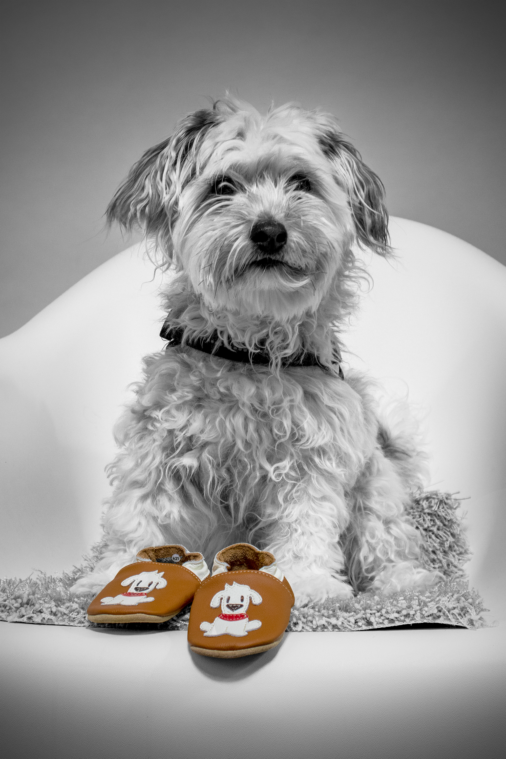 Mitarbeiterbild Hund mit HOBEA Kinderschuhen
